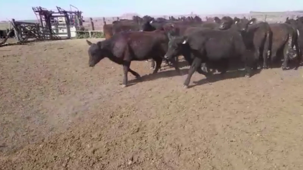 Lote 76 TERNS. HEMBRAS, 9 DE JULIO, BS. AS.