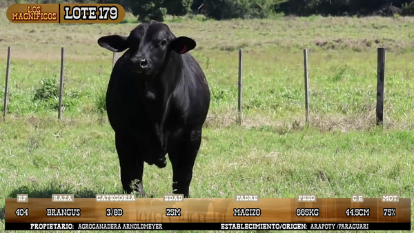 Lote LOTE 179