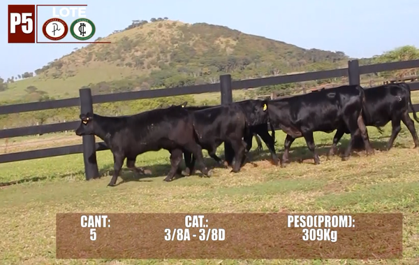 Lote Lote P5 Hembras por Pantalla