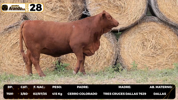 Lote LOTE 28