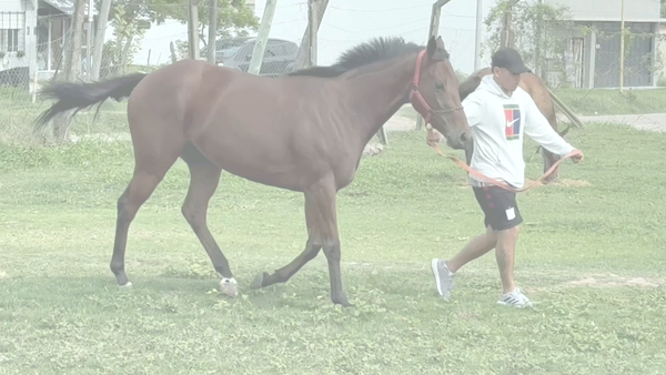 Lote LEVURE FRAICHE (FORGE -  LEVURE) EN TRAINING