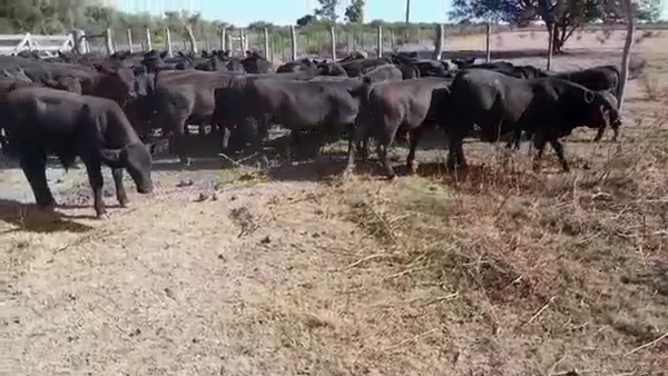 Lote 65 Terneros/as en Villaguay, Entre Ríos