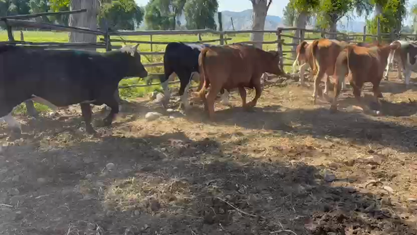 Lote 35 Novillo Engorda en Talagante, Región Metropolitana