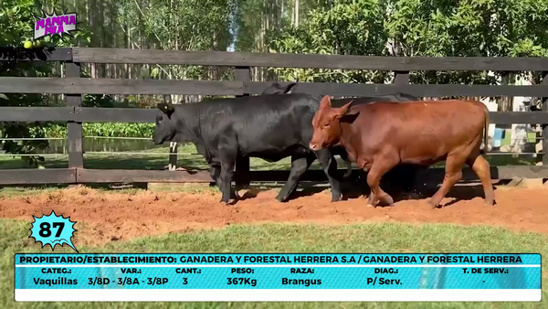 Lote LOTE 87- EN VIVO