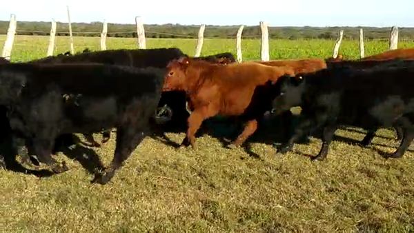 Lote 70 Terneros/as en Santa Elena, Entre Ríos