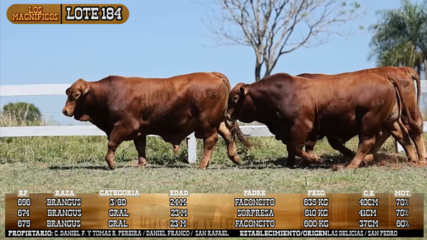 Lote LOTE 184 - VIVO