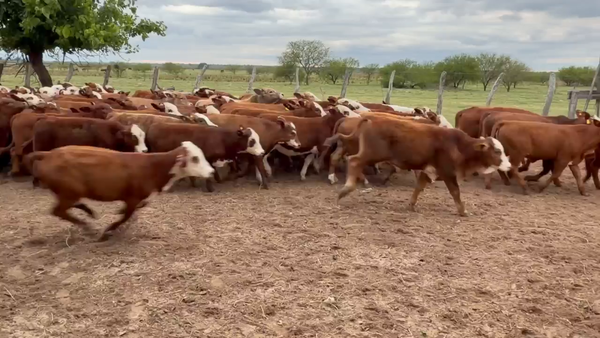 Lote 110 Terneros/as