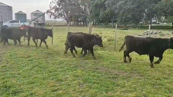 Lote 35 Terneros en Huanguelen