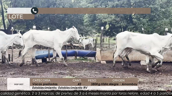 Lote VACAS PREÑADAS