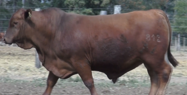 Lote TOROS(CORRAL 9)BRANGUS "CABAÑA DON ALBERTO"