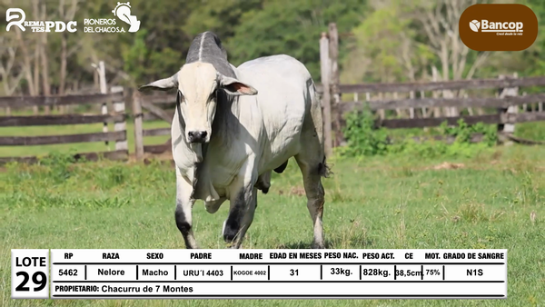 Lote Lote 29