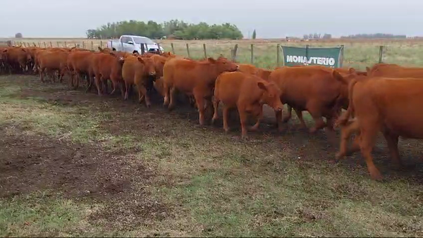 Lote 69 Novillitos en Huanguelen