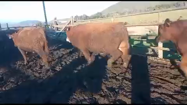 Lote 20 Novillo Gordo en Melipilla, Región Metropolitana