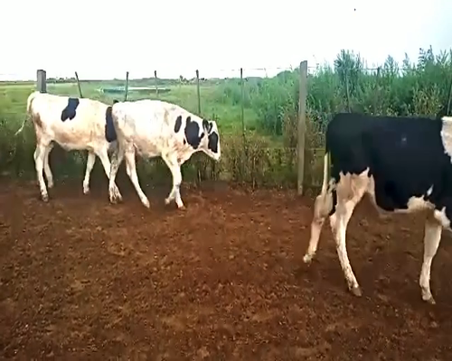 Lote 65 Terneros en Laboulaye, Córdoba