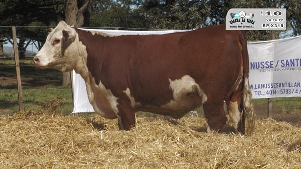 X318 — HEMBRAS POLLED HEREFORD  PUROS DE PEDIGREE PREÑADAS