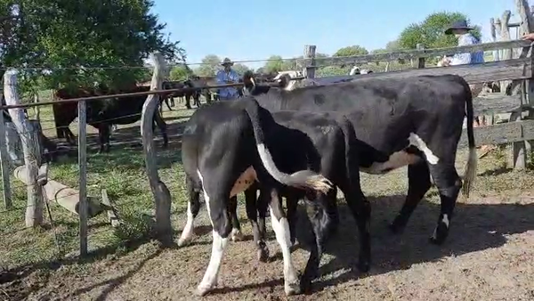 Lote Terneras Cruza Angus