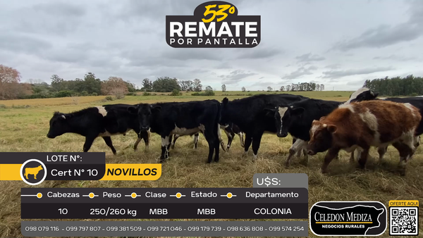 Lote 10 Novillos en Rosario, Colonia
