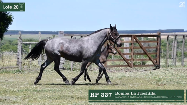 Lote Bomba La Flechilla