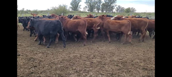 Lote 47 Novillitos en Entre Ríos, Villaguay