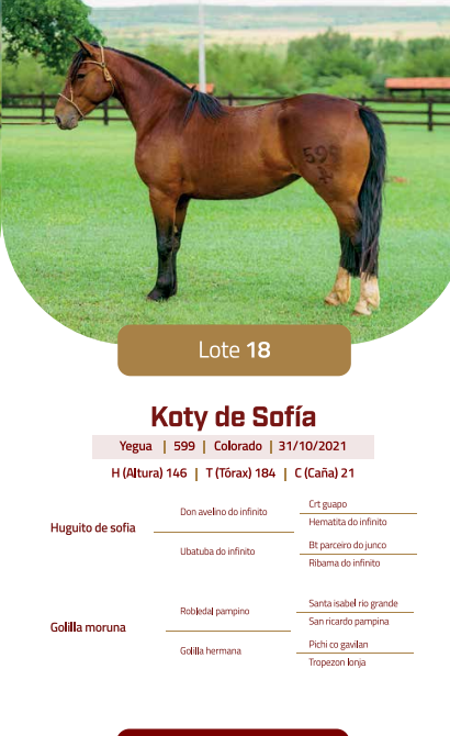Lote LOTE 18