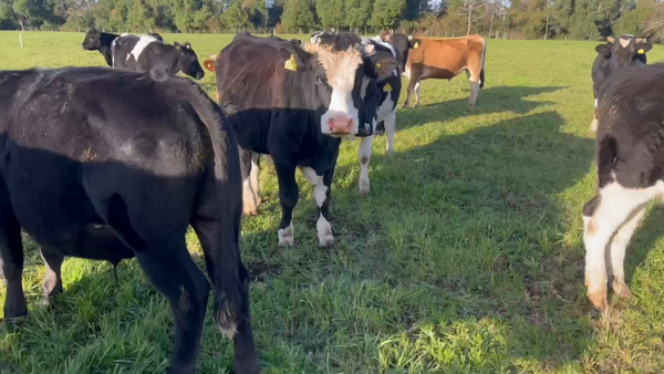 Lote 25 Novillo Engorda en Río Bueno, XIV Región Los Ríos