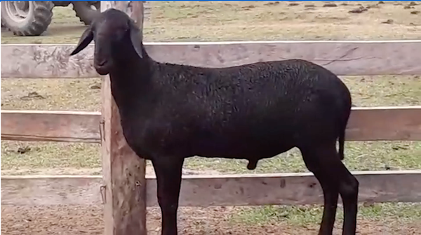 Lote Macho P3 en Quiindy