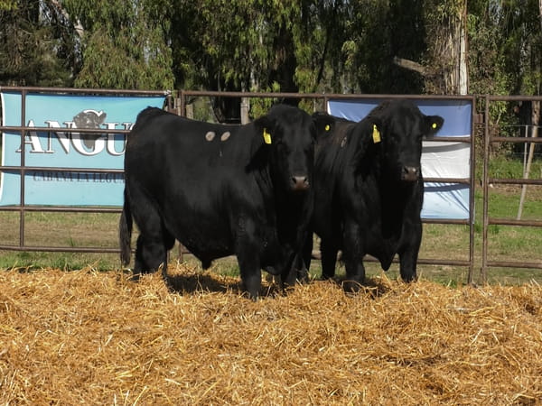 Lote TOROS ANGUS PP
