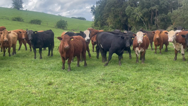 Lote 50 Novillo Engorda en Puerto Varas, X Región Los Lagos