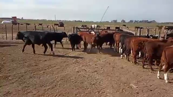 Lote 20 Terneros Braford y sus cruzas en Villa San José, Santa Fe