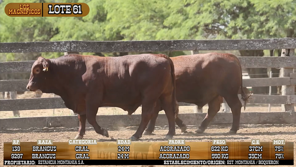 Lote LOTE 61 - VIVO