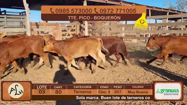Lote Terneros Cbo 3