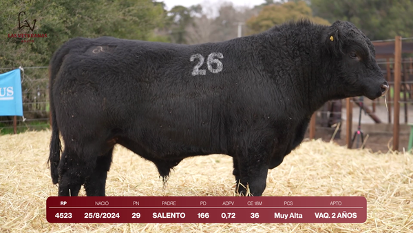 Lote Lote 9 Toros - RP 4523