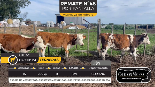 Lote 15 Terneras en Cuchilla del Perdido, Soriano