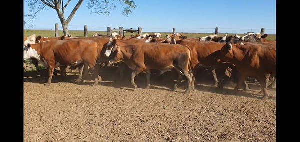 Lote 100 Novillos en Mercedes, Corrientes