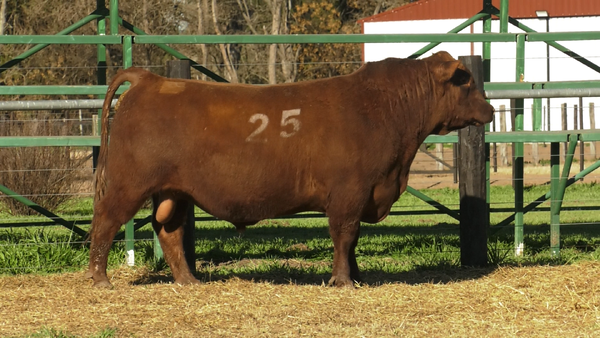 Lote TOROS ANGUS PURO CONTROLADO