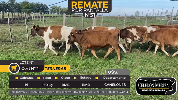 Lote 14 Terneras en Juanicó, Canelones