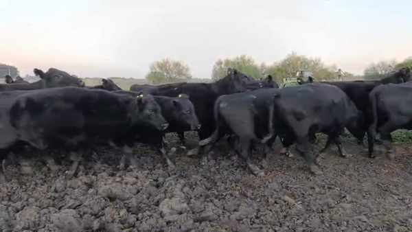 Lote 23 Vacas usadas preñadas