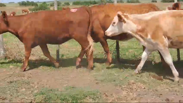 Lote 10 Vaquillonas  Hereford y angus 360kg -  en Ruta 23