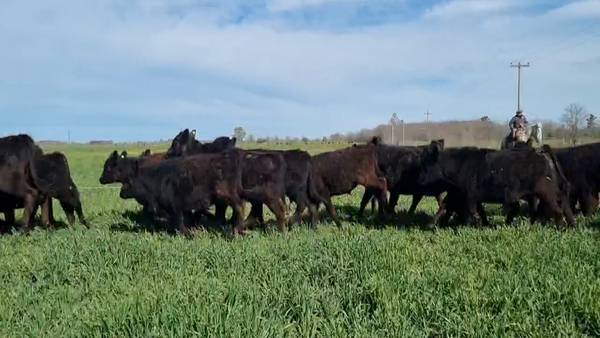 Lote 72 Terneros/as en Brandsen, Buenos Aires