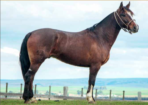 Lote GAUCHO AMIGO DE LA NATIVA