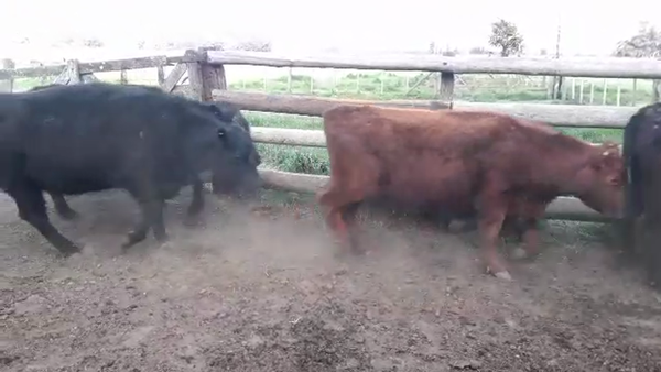 Lote 55 Vaquillonas C/ gtia de preñez en Gral. Las Heras, Buenos Aires