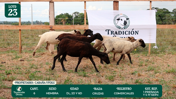 Lote LOTE 23 - POR PANTALLA