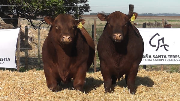 Lote Toros PC Colorado