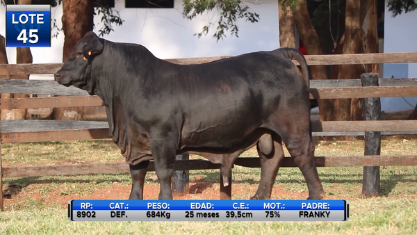 Lote TOROS BRANGUS  -LOTE 45