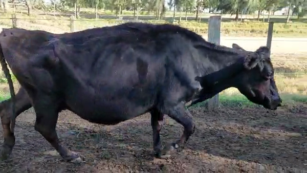 Lote 4 Vacas de Invernada INDUSTRIA 450kg - , San José