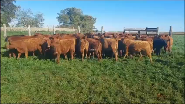 Lote 100 Terneros en Concordia, Entre Ríos