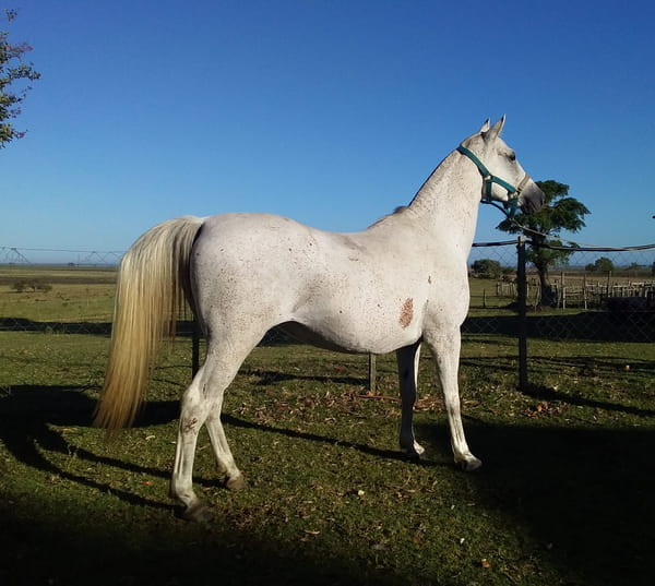 Lote 129 - Fadar Nasha