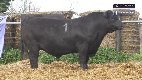 1 -  40140N — TOROS ANGUS PURO CONTROLADO