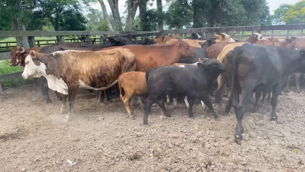 Lote 35 Vacas medio uso C/ gtia de preñez en Pto. Eva Perón, Chaco
