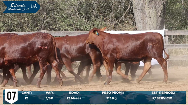 Lote LOTE 7